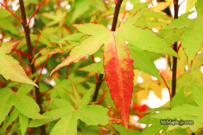 Acer oliverianum 'Hot Blonde' Golden Japanese Maple