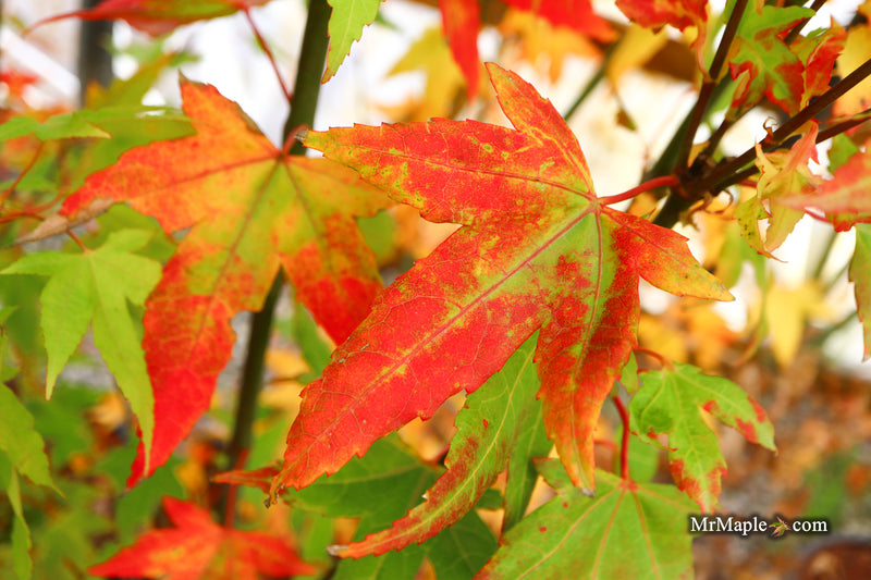 Acer oliverianum 'Hot Blonde' Golden Japanese Maple