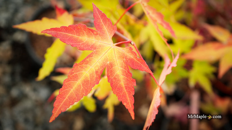 Acer oliverianum 'Hot Blonde' Golden Japanese Maple