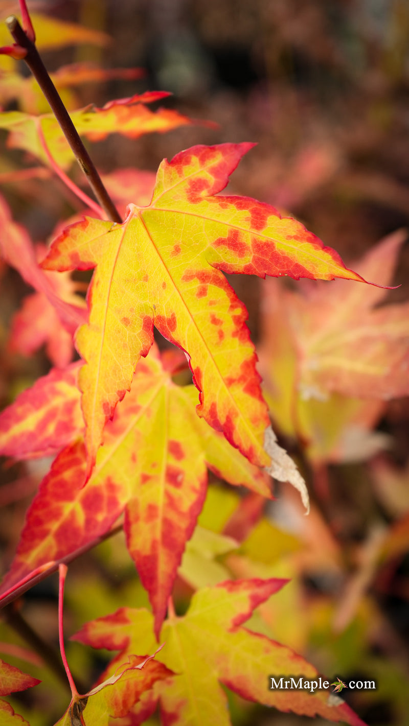 Acer oliverianum 'Hot Blonde' Golden Japanese Maple