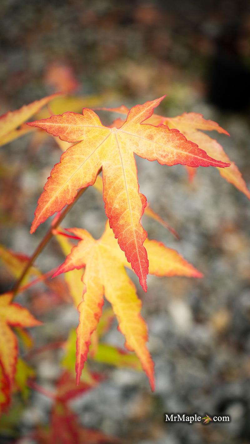 Acer oliverianum 'Hot Blonde' Golden Japanese Maple