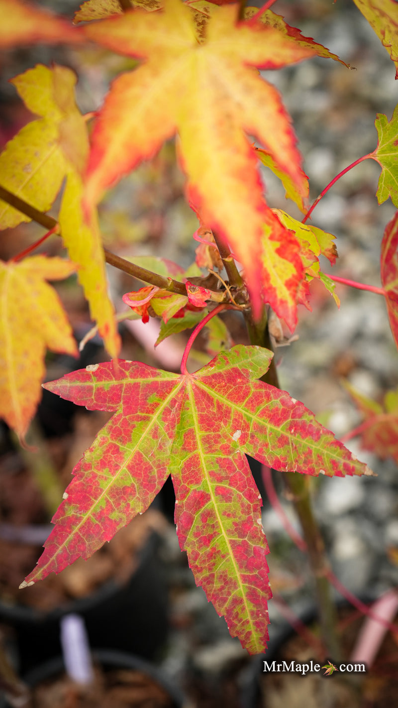 Acer oliverianum 'Hot Blonde' Golden Japanese Maple
