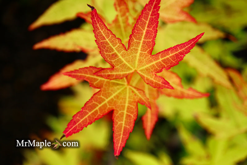 - Acer oliverianum 'Hot Blonde' Golden Japanese Maple - Mr Maple │ Buy Japanese Maple Trees