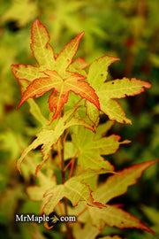 - Acer oliverianum 'Hot Blonde' Golden Japanese Maple - Mr Maple │ Buy Japanese Maple Trees