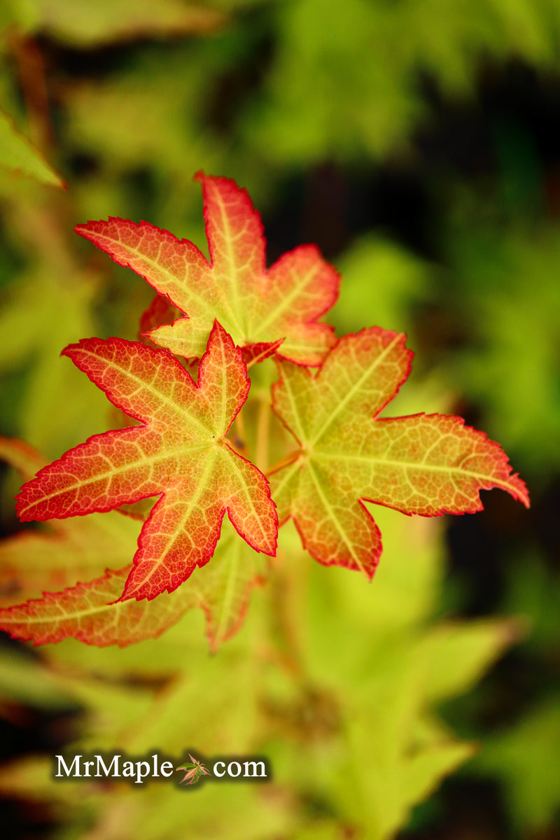 - Acer oliverianum 'Hot Blonde' Golden Japanese Maple - Mr Maple │ Buy Japanese Maple Trees