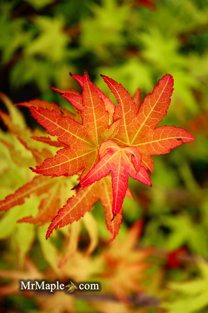 - Acer oliverianum 'Hot Blonde' Golden Japanese Maple - Mr Maple │ Buy Japanese Maple Trees