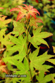 - Acer oliverianum 'Hot Blonde' Golden Japanese Maple - Mr Maple │ Buy Japanese Maple Trees