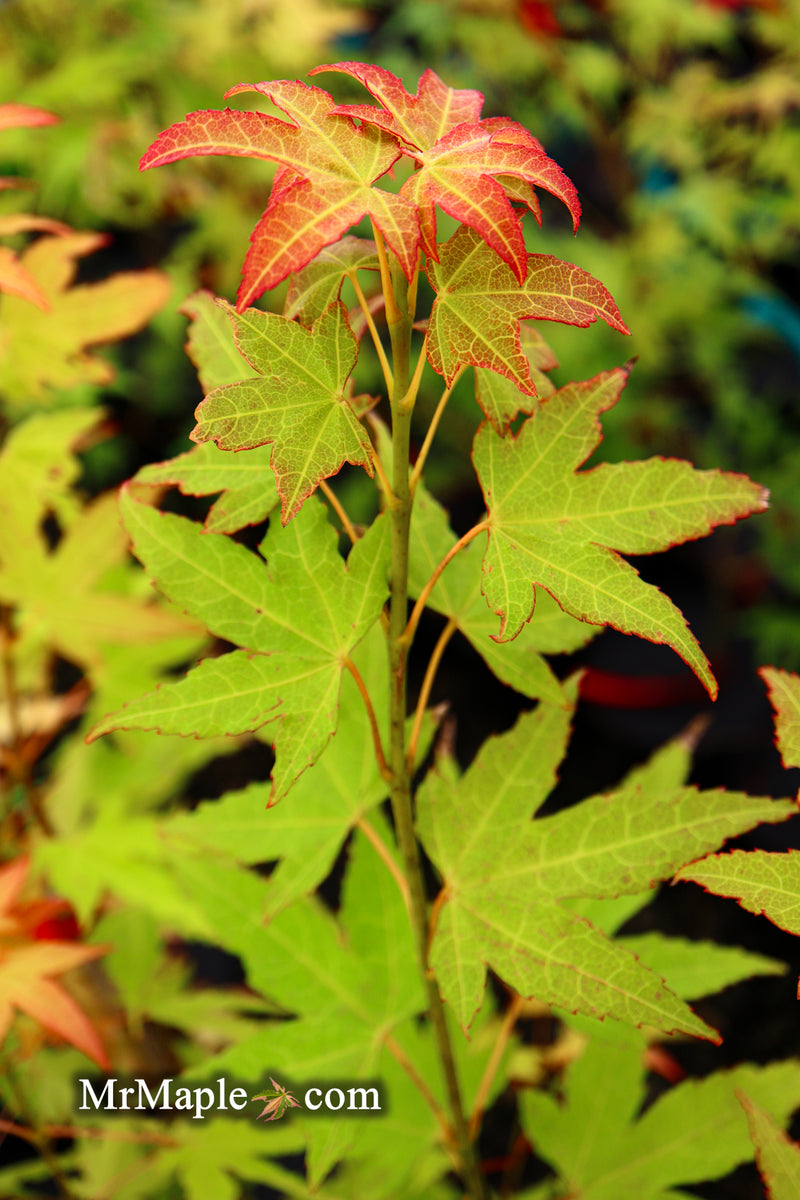 - Acer oliverianum 'Hot Blonde' Golden Japanese Maple - Mr Maple │ Buy Japanese Maple Trees