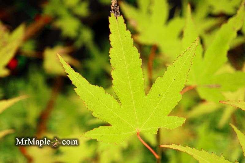 - Acer oliverianum 'Hot Blonde' Golden Japanese Maple - Mr Maple │ Buy Japanese Maple Trees