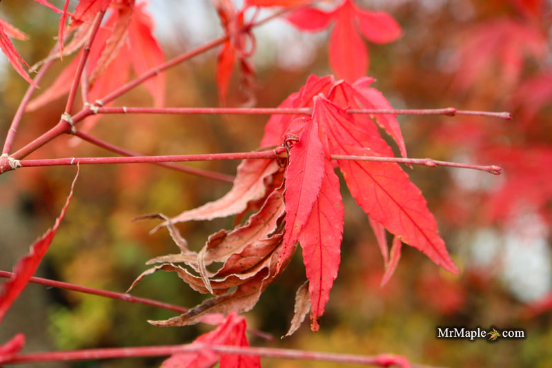 Acer oliverianum ‘Hot Chicken’ Japanese Maple