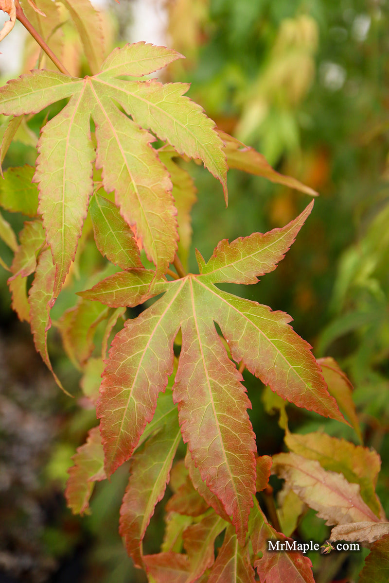 Acer oliverianum ‘Hot Chicken’ Japanese Maple
