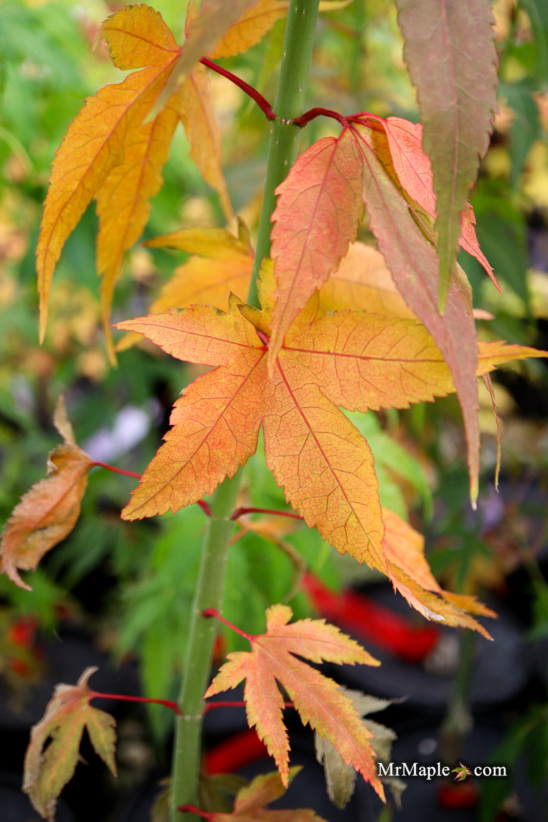 Acer oliverianum ‘Hot Chicken’ Japanese Maple