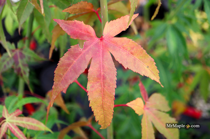 Acer oliverianum ‘Hot Chicken’ Japanese Maple