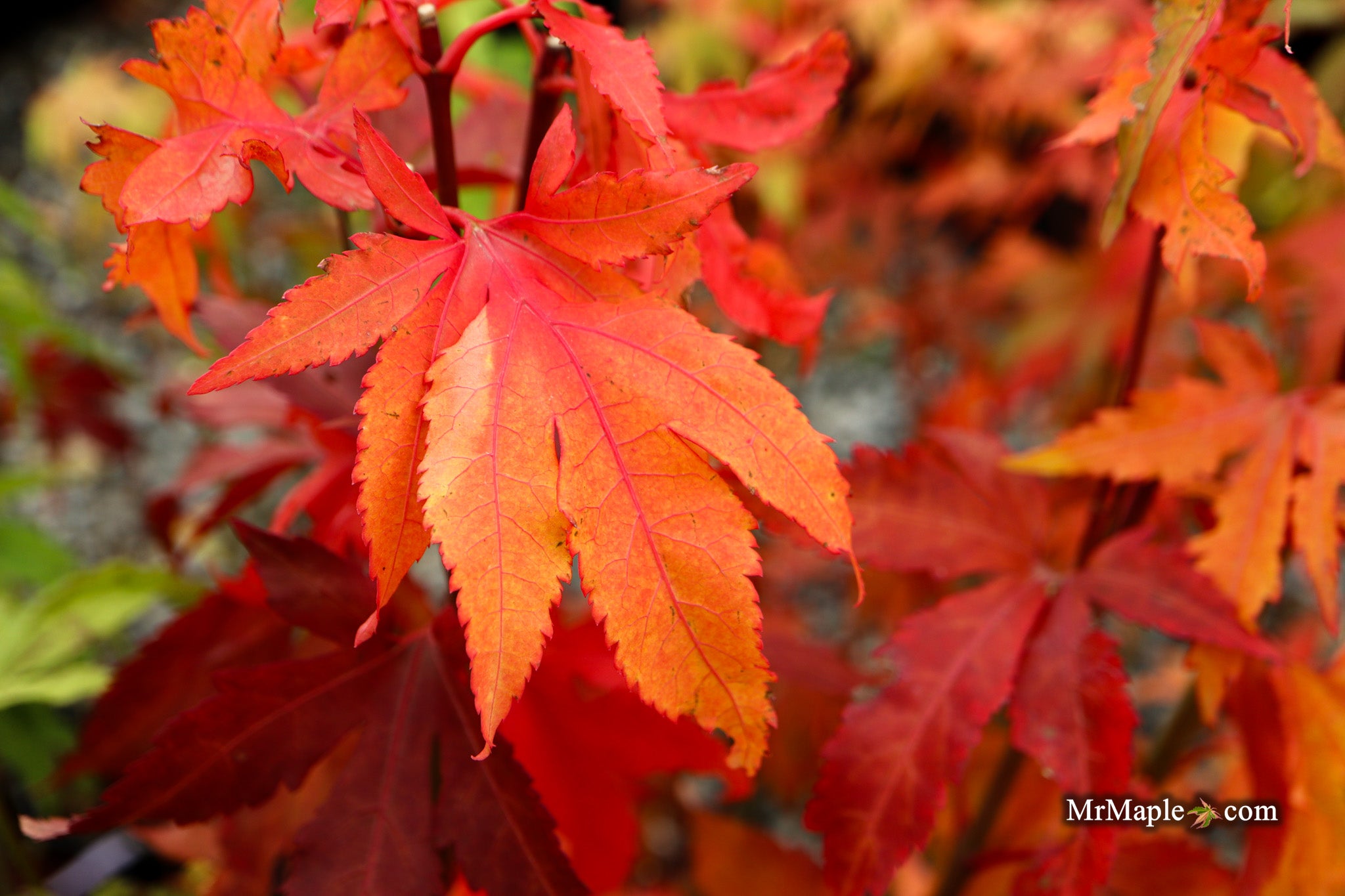 Buy Acer oliverianum 'Hot Chicken' Japanese Maple — Mr Maple