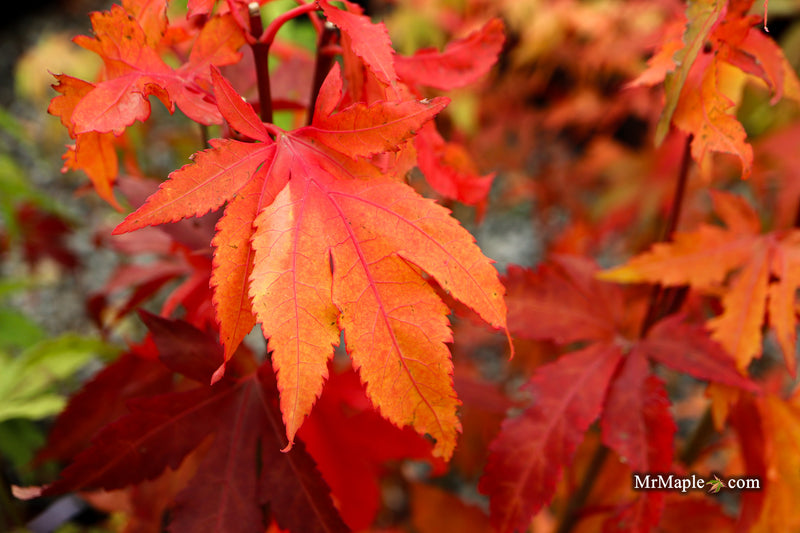 Acer oliverianum ‘Hot Chicken’ Japanese Maple