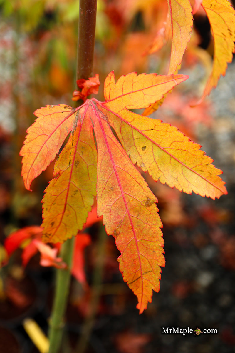 Acer oliverianum ‘Hot Chicken’ Japanese Maple
