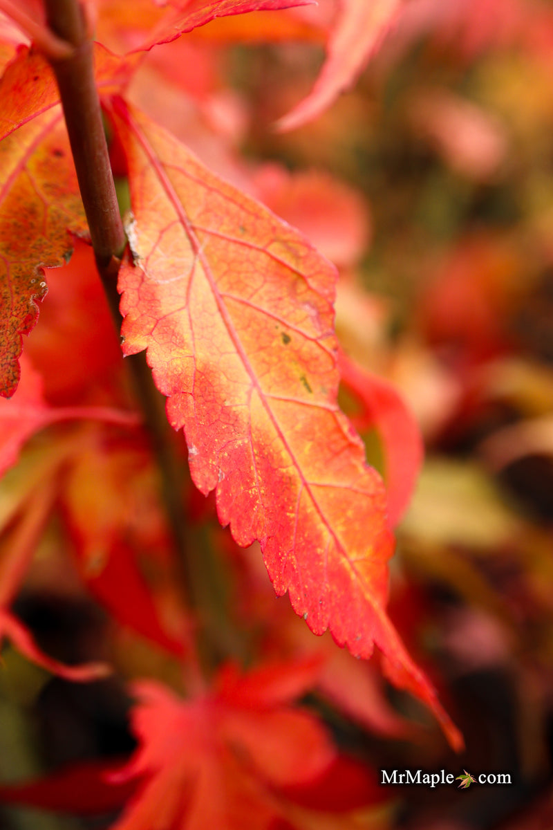 Acer oliverianum ‘Hot Chicken’ Japanese Maple