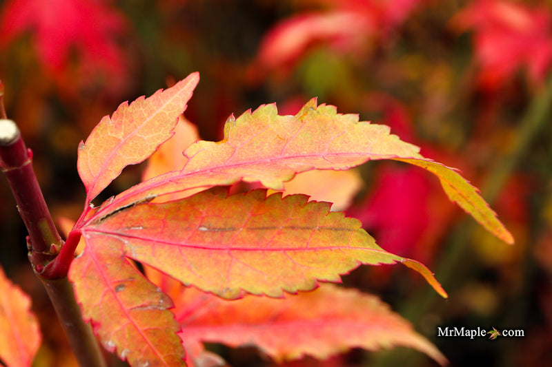 Acer oliverianum ‘Hot Chicken’ Japanese Maple