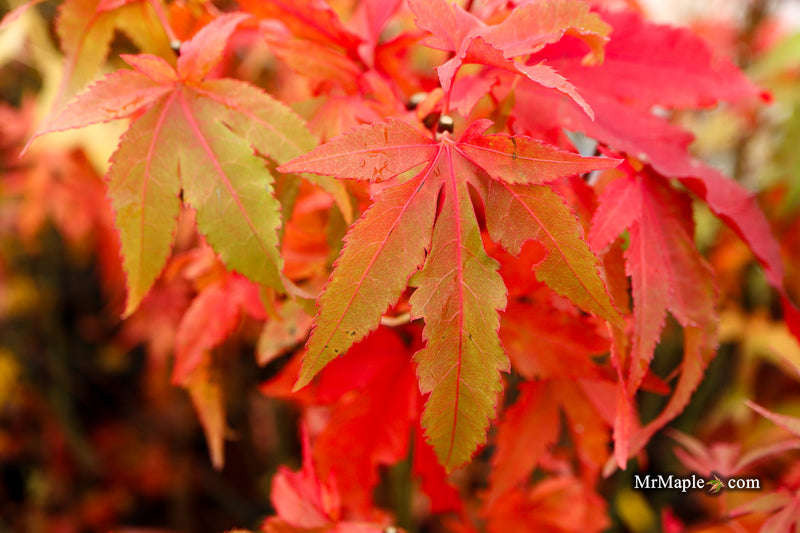 Acer oliverianum ‘Hot Chicken’ Japanese Maple
