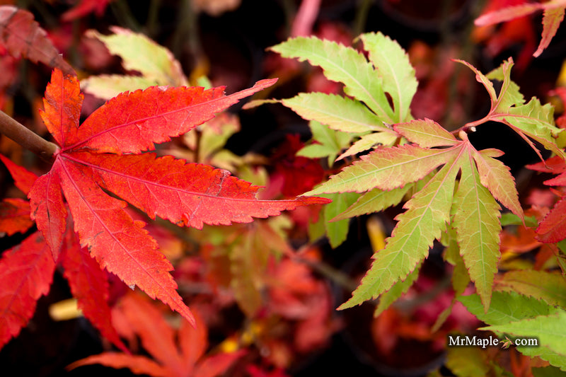 Acer oliverianum ‘Hot Chicken’ Japanese Maple