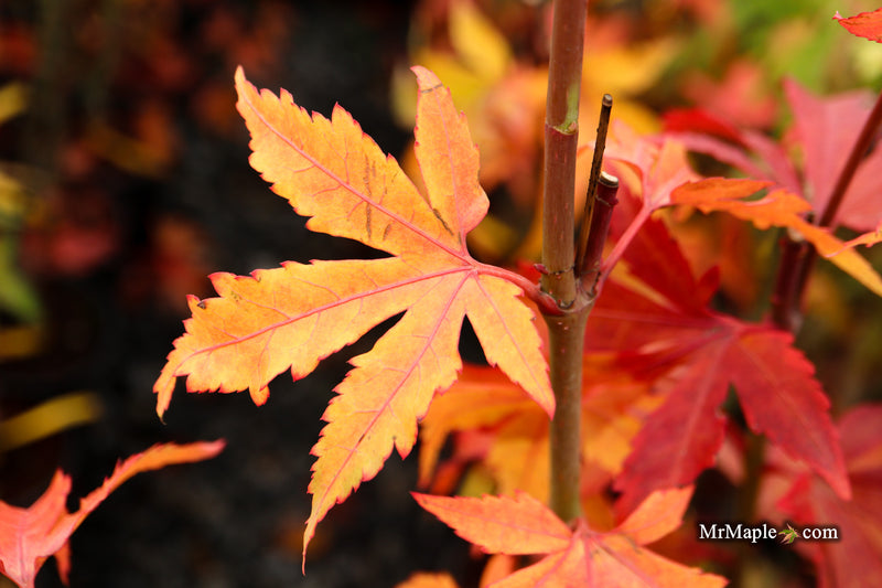 Acer oliverianum ‘Hot Chicken’ Japanese Maple