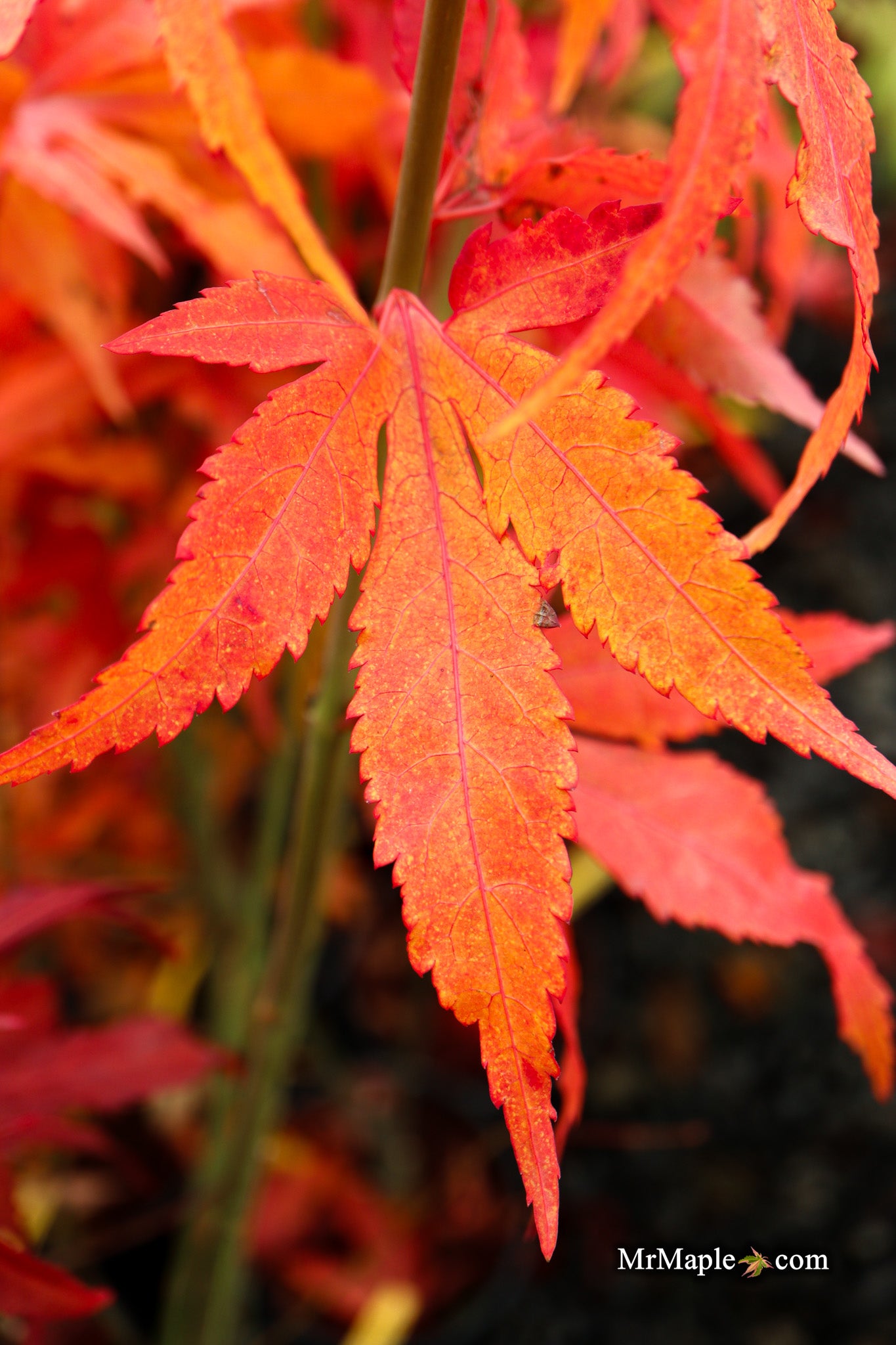 Buy Acer oliverianum 'Hot Chicken' Japanese Maple — Mr Maple