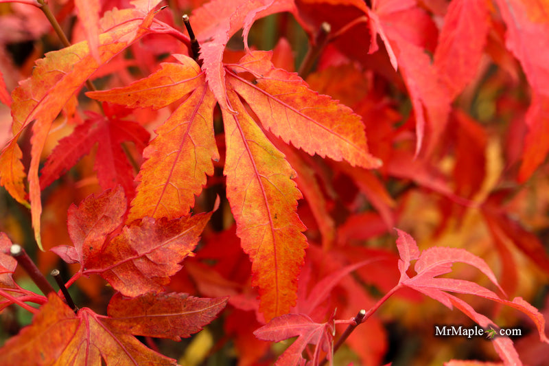 Acer oliverianum ‘Hot Chicken’ Japanese Maple
