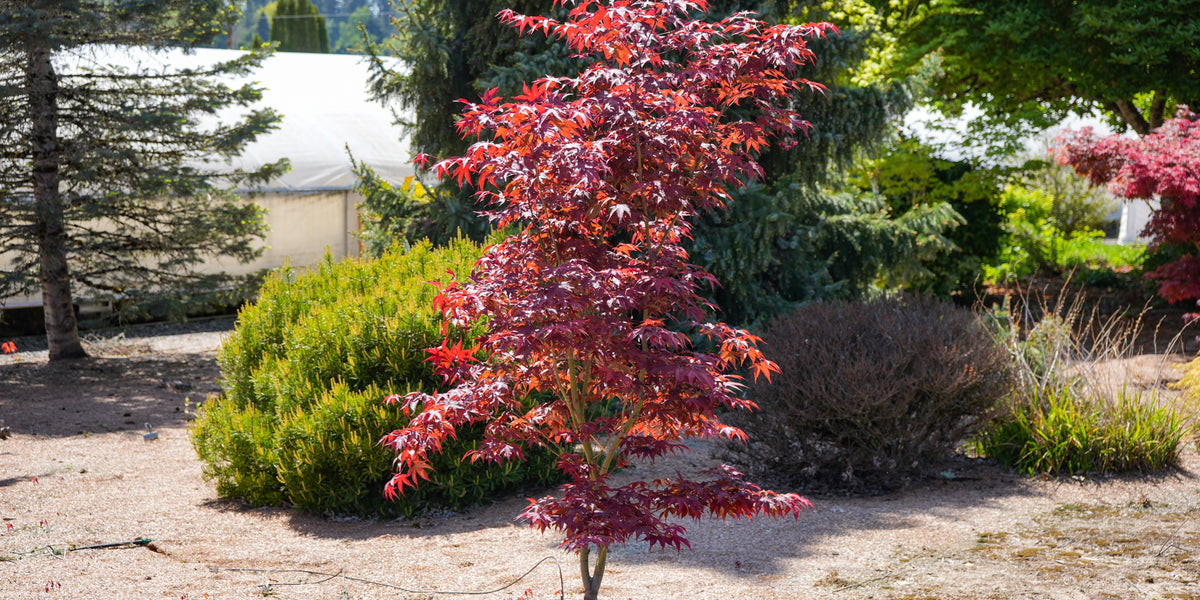 Buy Acer oliverianum 'Hot Sauce' Japanese Maple — Mr Maple │ Buy Japanese  Maple Trees