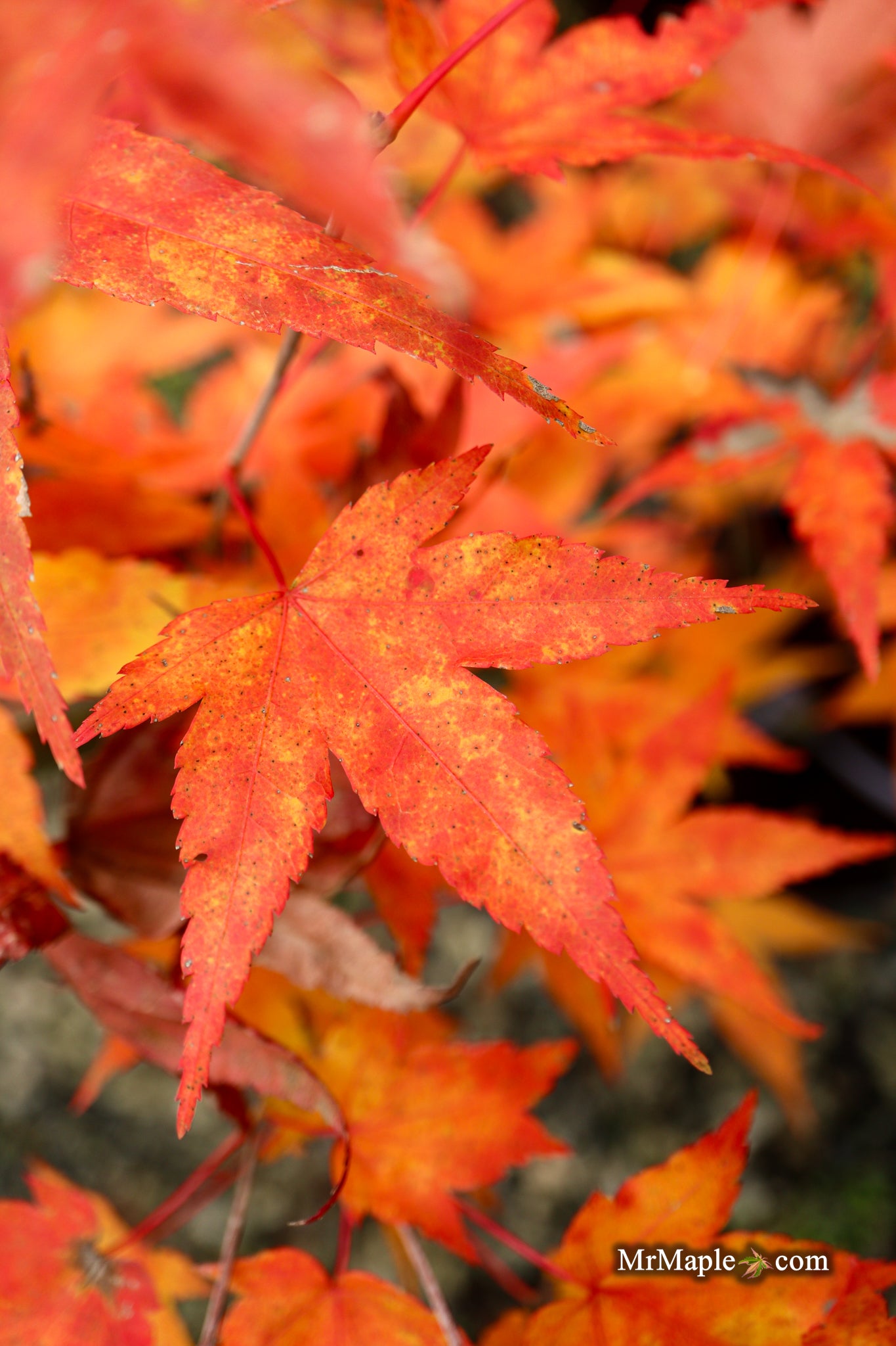 Buy Acer oliverianum 'Hot Tamale' Heat Tolerant Japanese Maple