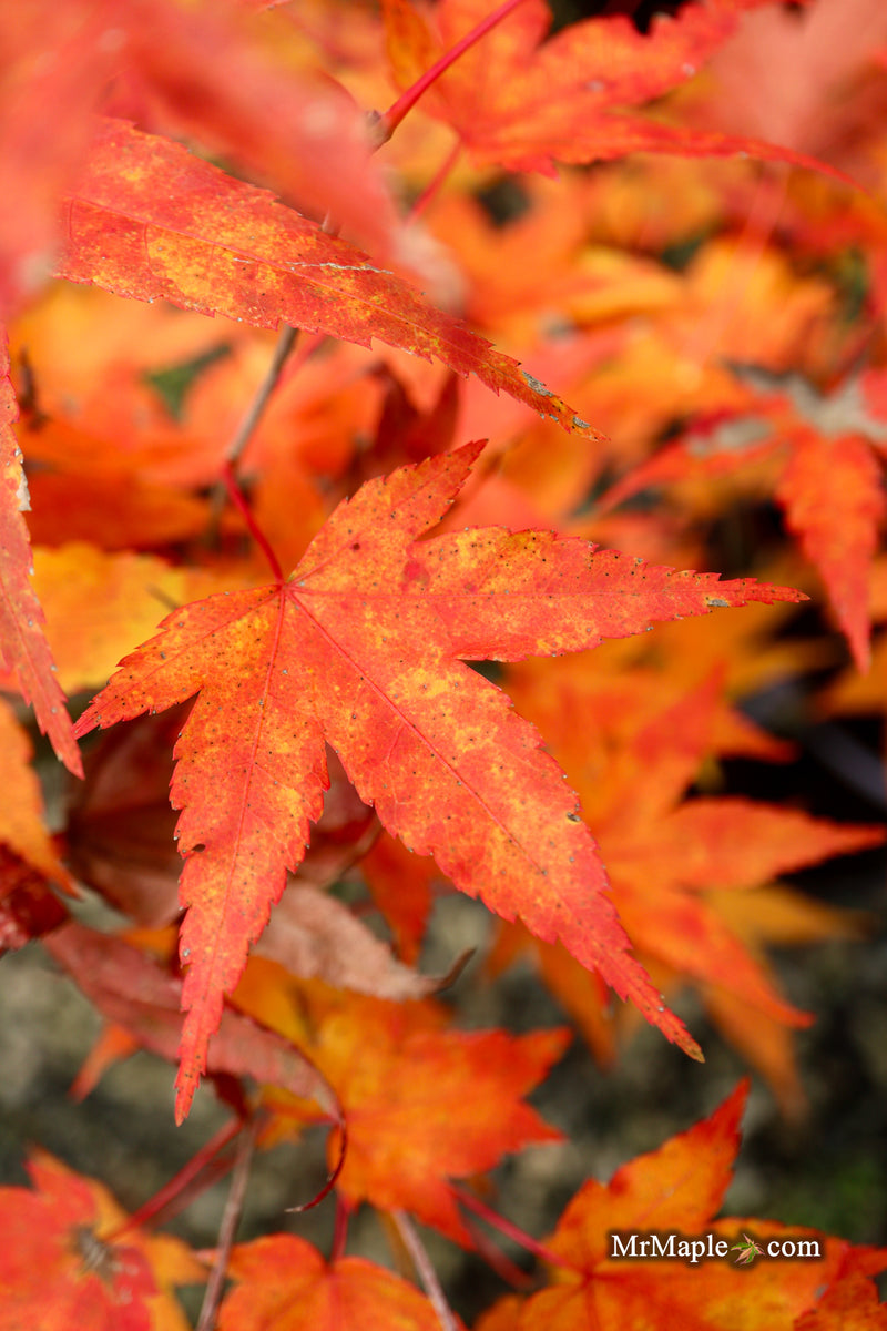 Acer oliverianum ‘Hot Tamale’ Japanese Maple
