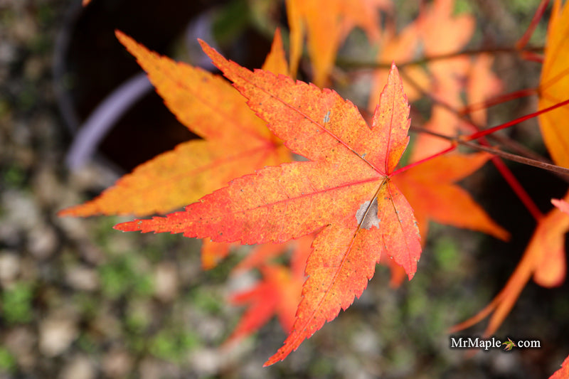 Acer oliverianum ‘Hot Tamale’ Japanese Maple