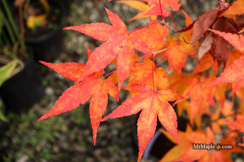 Acer oliverianum ‘Hot Tamale’ Japanese Maple