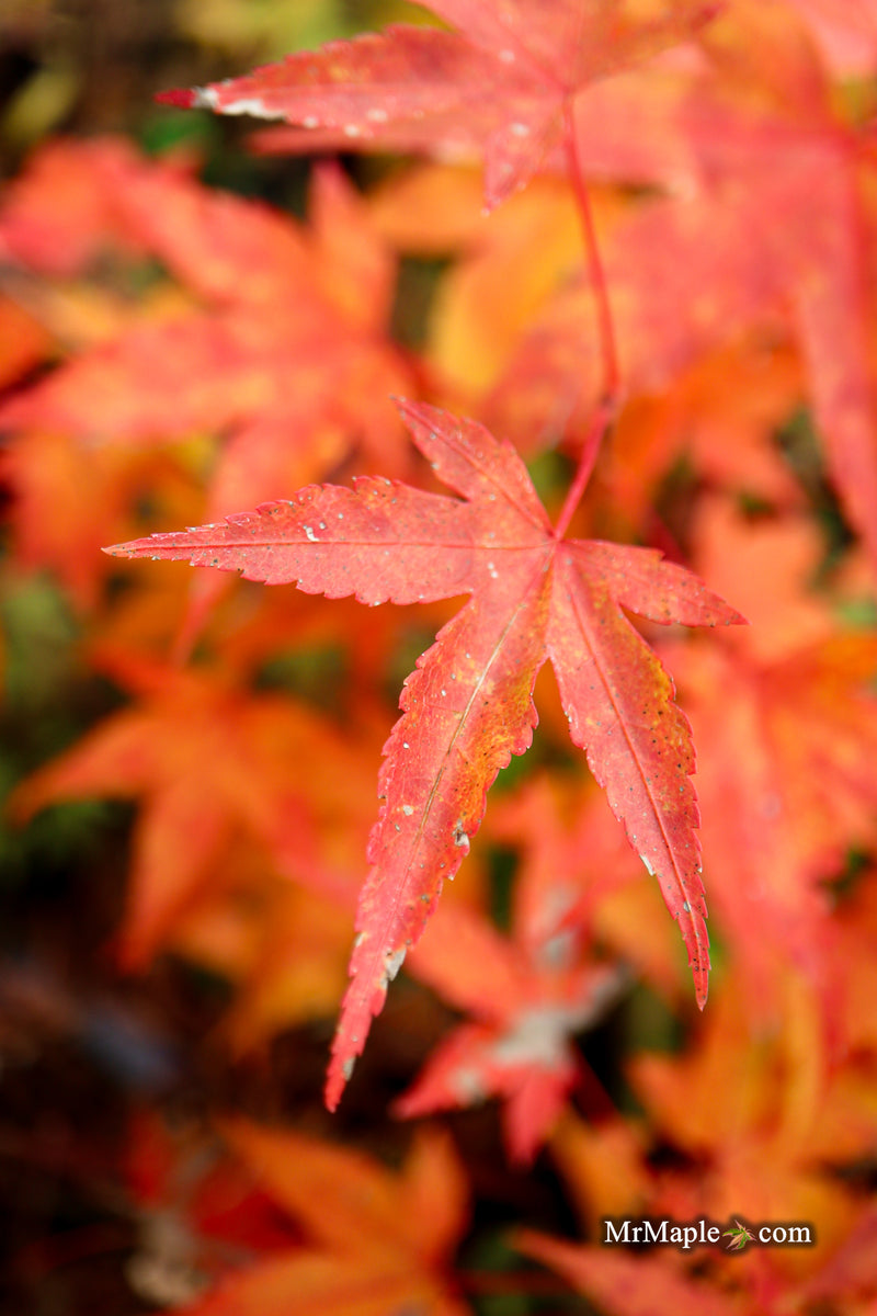 Acer oliverianum ‘Hot Tamale’ Japanese Maple