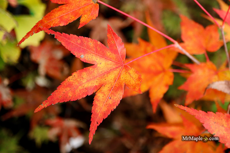 Acer oliverianum ‘Hot Tamale’ Japanese Maple