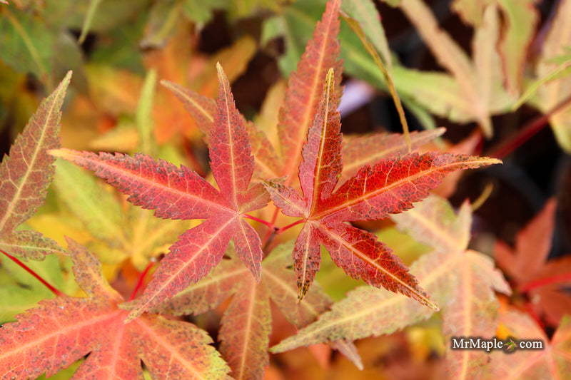 Acer oliverianum ‘Hot Tamale’ Japanese Maple