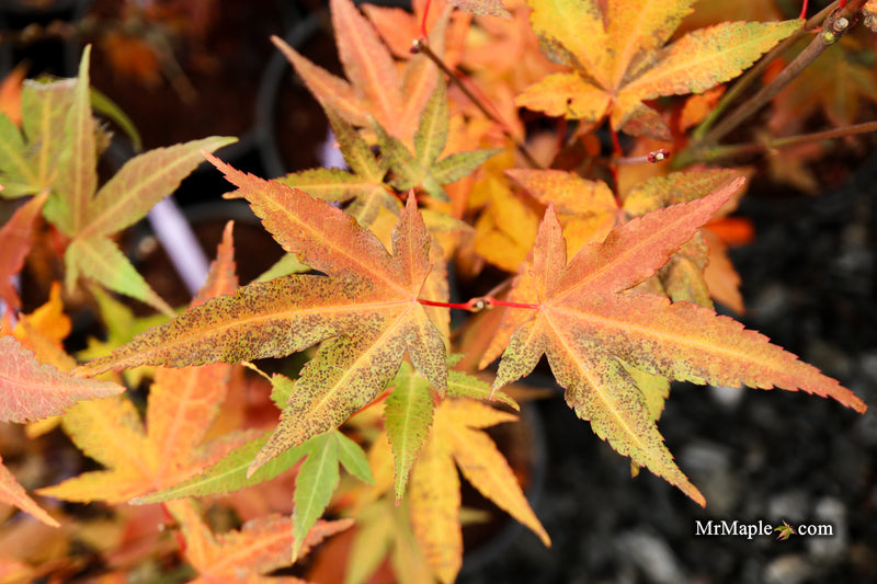 Acer oliverianum ‘Hot Tamale’ Japanese Maple