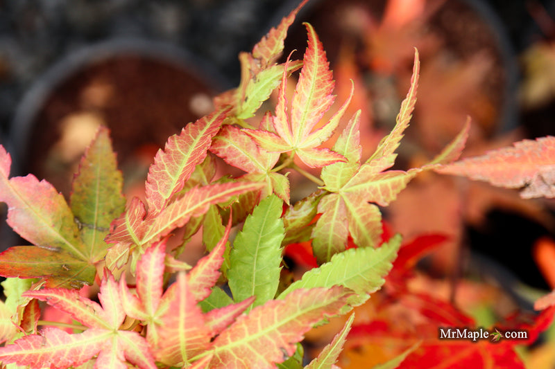 Acer oliverianum ‘Hot Tamale’ Japanese Maple