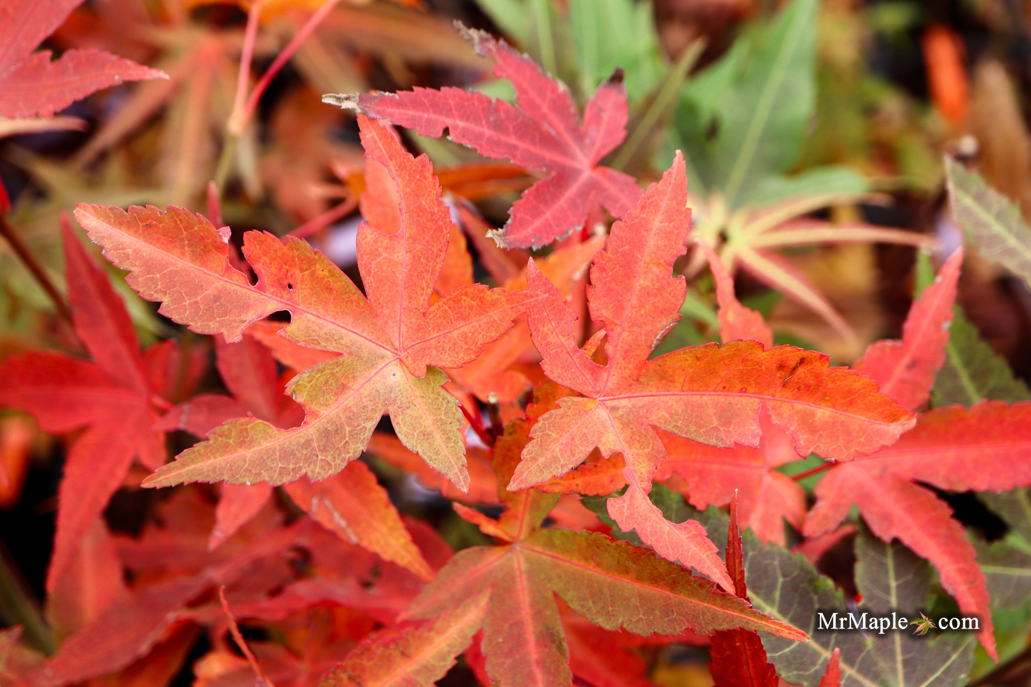 Buy Acer oliverianum 'Hot Tamale' Heat Tolerant Japanese Maple