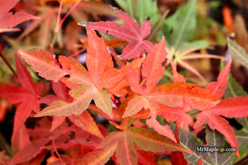 Acer oliverianum ‘Hot Tamale’ Japanese Maple