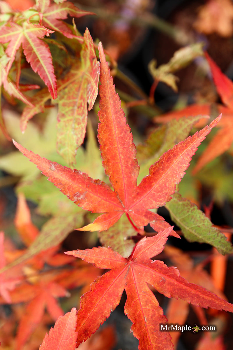 Acer oliverianum ‘Hot Tamale’ Japanese Maple