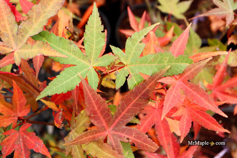 Acer oliverianum ‘Hot Tamale’ Japanese Maple