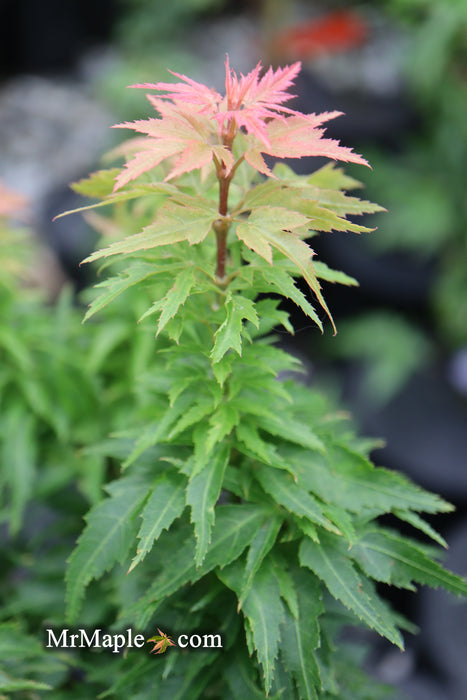 Acer palmatum 'Hupp's Dwarf' Japanese Maple