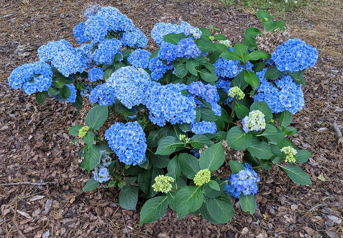 Hydrangea macrophylla 'Double Down’® Hydrangea — Mr Maple │ Buy
