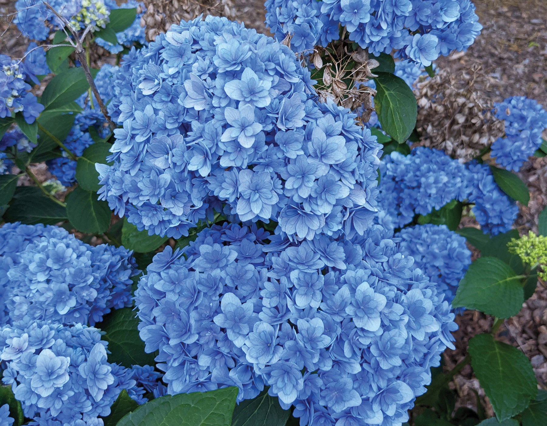 Maple Hydrangea Hydrangea macrophylla 'Double Down’® Hydrangea — Mr Maple │ Buy ...