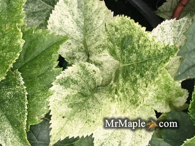 - Hydrangea anomala ssp. petiolaris 'Early Light' Variegated Climbing Hydrangea - Mr Maple │ Buy Japanese Maple Trees