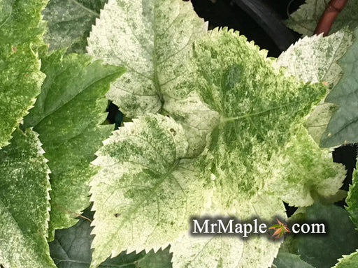 '- Hydrangea anomala ssp. petiolaris 'Early Light' Variegated Climbing Hydrangea - Mr Maple │ Buy Japanese Maple Trees