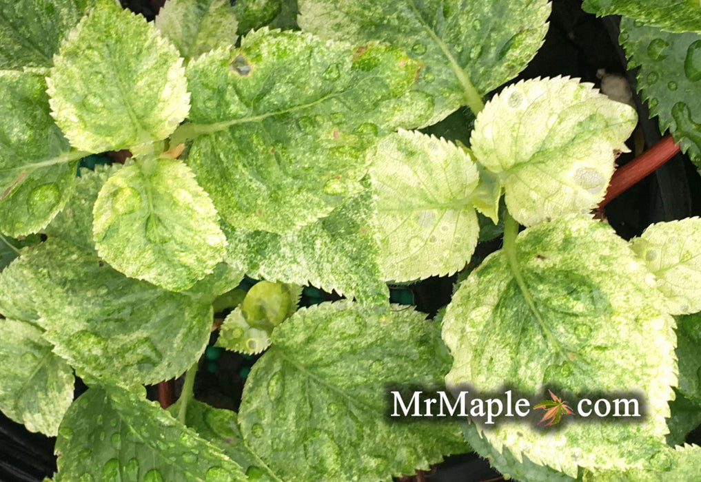 '- Hydrangea anomala ssp. petiolaris 'Early Light' Variegated Climbing Hydrangea - Mr Maple │ Buy Japanese Maple Trees