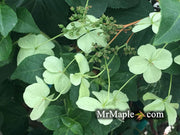- Hydrangea anomala ssp. petiolaris 'Early Light' Variegated Climbing Hydrangea - Mr Maple │ Buy Japanese Maple Trees