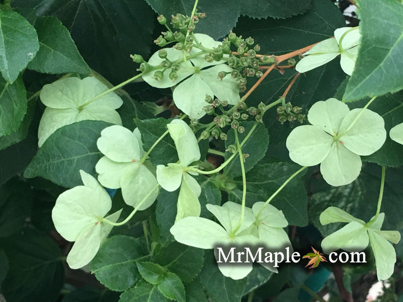 - Hydrangea anomala ssp. petiolaris 'Early Light' Variegated Climbing Hydrangea - Mr Maple │ Buy Japanese Maple Trees