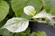 '- Hydrangea anomala ssp. petiolaris 'Early Light' Variegated Climbing Hydrangea - Mr Maple │ Buy Japanese Maple Trees